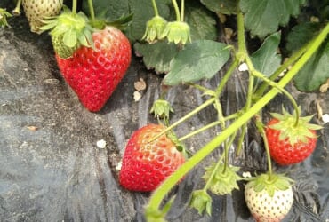 いちごの品種🍓