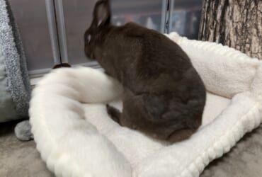 新しきクッション