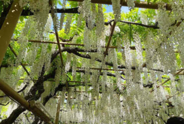 フラワーパークとラーメン