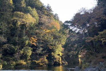 秋も終わりますね…🍃