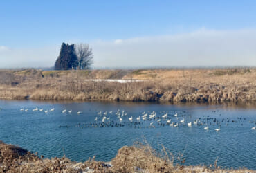 白鳥の湖（※近所の川）