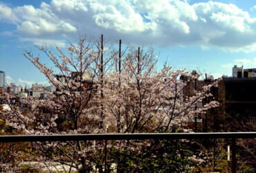 暖かくなってきました